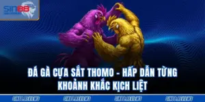 Đá Gà Cựa Sắt Thomo - Hấp Dẫn Từng Khoảnh Khắc Kịch Liệt