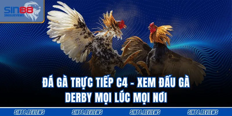 Đá Gà Trực Tiếp C4 - Xem Đấu Gà Derby Mọi Lúc Mọi Nơi