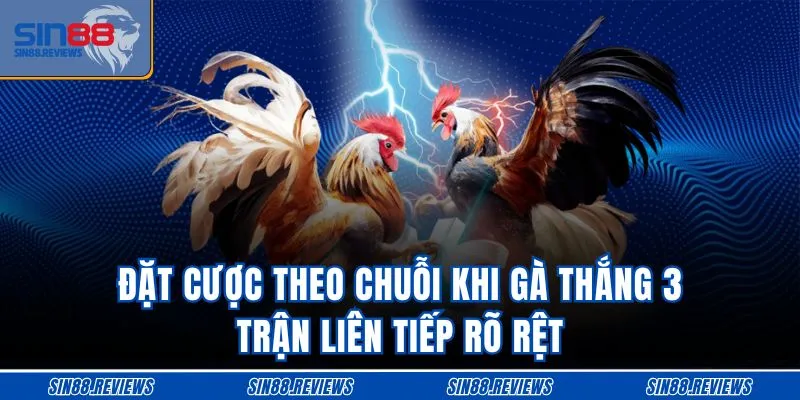 Đặt cược theo chuỗi khi gà thắng 3 trận liên tiếp rõ rệt