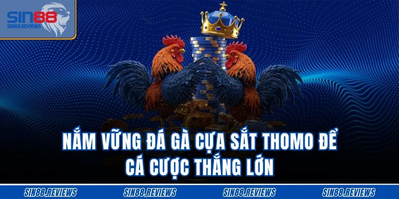 Nắm vững đá gà cựa sắt Thomo để cá cược thắng lớn