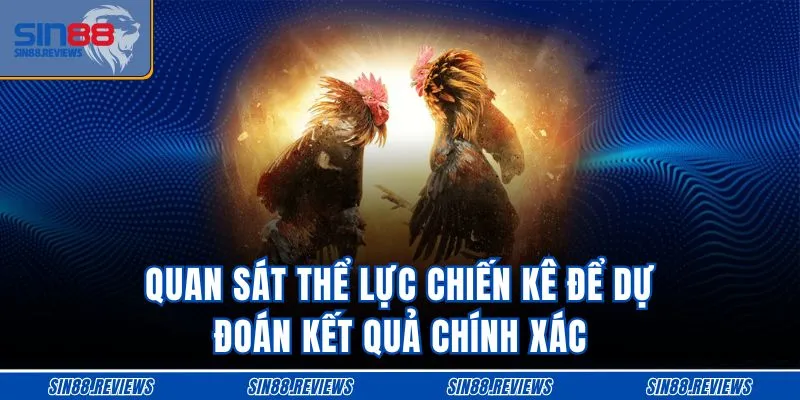 Quan sát thể lực chiến kê để dự đoán kết quả chính xác
